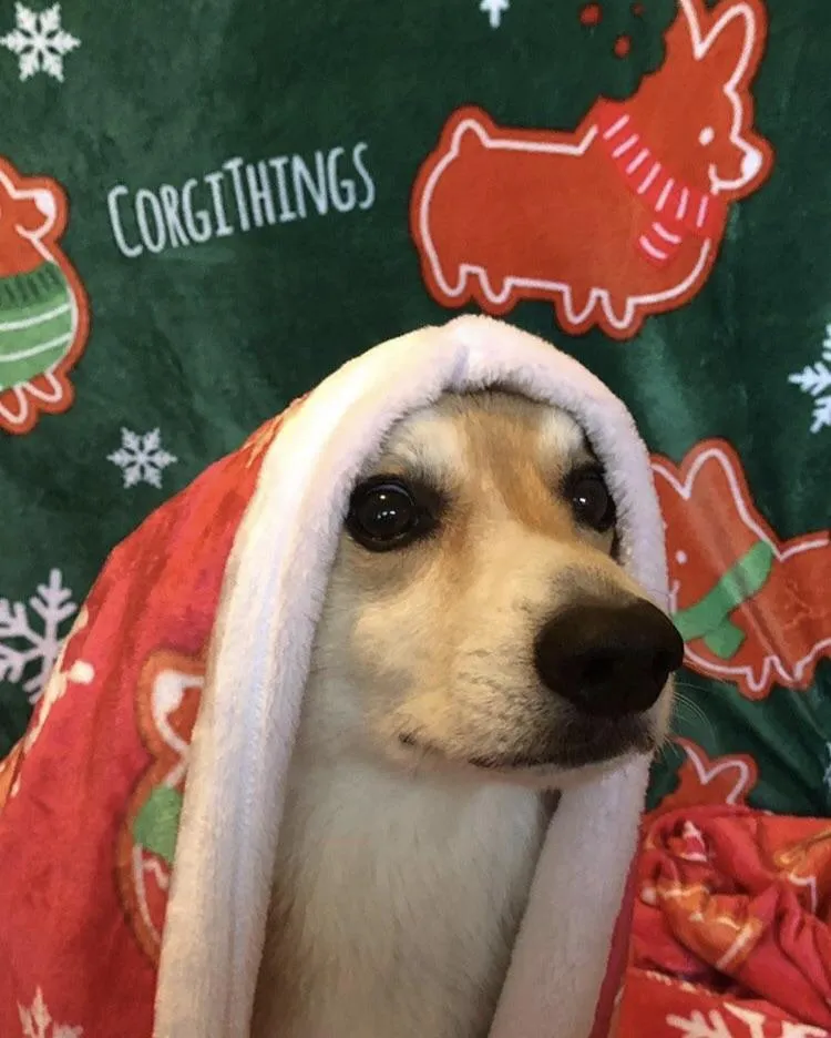 "Gingerbread Corgis" Red Fleece Blanket | Holiday Collection