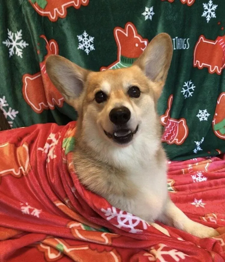 "Gingerbread Corgis" Red Fleece Blanket | Holiday Collection